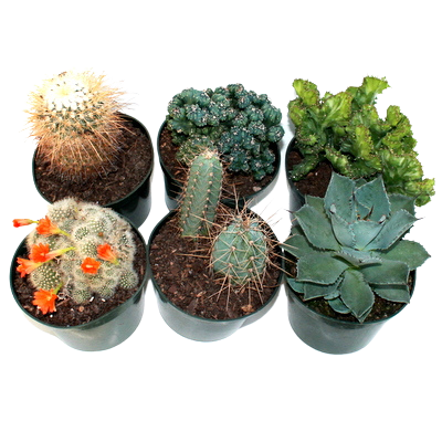 Cactus Assortment